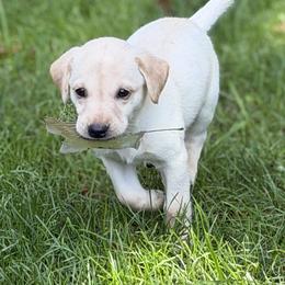 Yellow Male 2 - Yellow male Labrador Retriever puppy in Kimbolton, Ohio from Blue Clay Kennels, LLC.