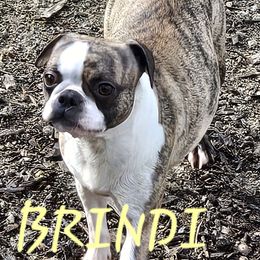Brindi - Boston Terrier