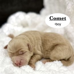 Comet - Apricot male Goldendoodle puppy in Jackson, Mississippi from T.M. Poodles & Doodles