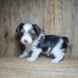 Scout - Parti male Yorkshire Terrier puppy in Mountain Grove, Missouri from Precious Puppies
