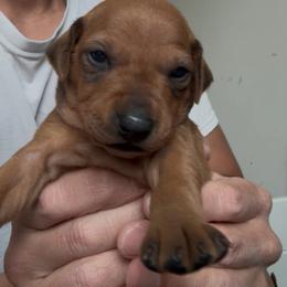 Red Girl 3 - Red female German Pinscher puppy in Las Vegas, Nevada from Levi German Pinschers