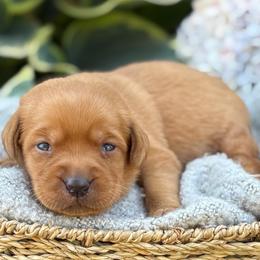 Glitter - Yellow female Labrador Retriever puppy in Puyallup, Washington from 12 Door Farm Labradors