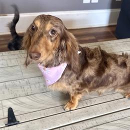 Ava - Dachshund