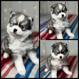 Percy - Gray and white male Pomsky puppy in Rossville, Georgia from Scenic City Pomskies