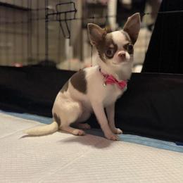 Isabella - Silver and white female Chihuahua puppy in Smyrna, Georgia from GeorgiasChihuahuas