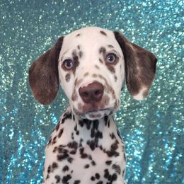 Pastel - White and liver brown Dalmatian puppy in Mckinney, Texas from 5 Alarm LUA Dalmatians & Bling Tiny Doodles