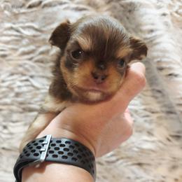 Chocolate and tan boy - Chocolate and tan male Chihuahua puppy in Richmond, Virginia from Breens
