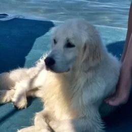 Golden Retriever All Grown Up from Highlander's Goldens of Howell