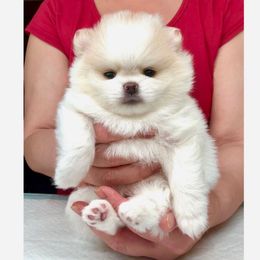 Daisey - White female Pomeranian puppy in Irvine, California from Bon Bon Poms