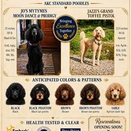 Poodle puppies from Jazzi Oodles