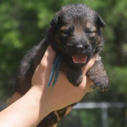 Blue color male - Sable male German Shepherd puppy in Marianna, Florida from Haus M Godwin