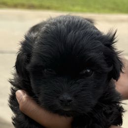 Luna - Black female Shihpoo puppy in Cane Savannah, South Carolina from Dws_kennelservices