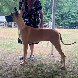 Great Danes from Scoobz Crew Danes