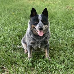 Oakley - Australian Cattle Dog