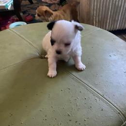 Brody - Black and white male Chihuahua puppy in Red Bluff, California from Aye Chihuahua