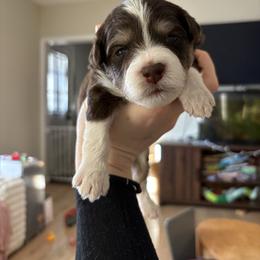 Aimée - Chocolate male Pomsky puppy in Harrington, Delaware from Nini Sunflowers