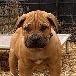 Boerboel puppies from Cold River Boerboels