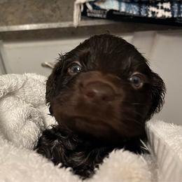 Mr Black - Liver male Boykin Spaniel puppy in Stapleton, Alabama from Taensas Boykins