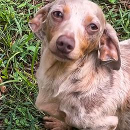 Sky - Dachshund