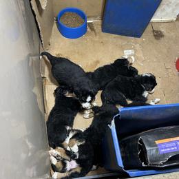 Valentine OFA - Black rust and white male Bernese Mountain Dog puppy in Strasburg, Ohio from Lois Allison