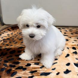 Maltese Puppies from Medhat Samuel