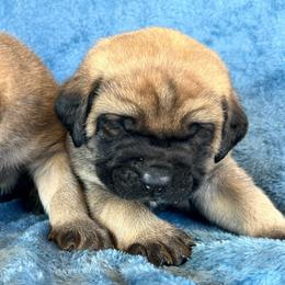 Luigi - Fawn male Mastiff puppy in Wewoka, Oklahoma from P Diamond Mastiffs