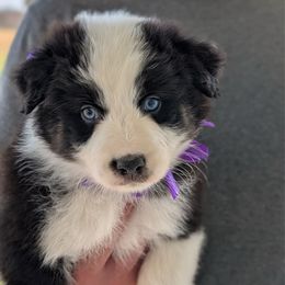 Star - Black tri-color female Australian Shepherd puppy in Falcon, Missouri from Edge Farm LLC
