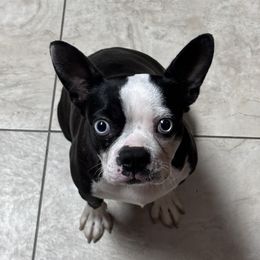Cheyenne - Boston Terrier