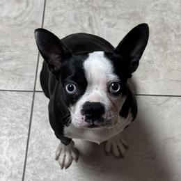 Cheyenne - Boston Terrier