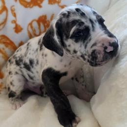 York - Harlequin male Great Dane puppy in Albany, Oregon from Red Cloud Australian Shepherds and DeGray Great Danes & Bulldogs