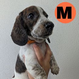 2 - Icarus - Piebald male Dachshund puppy in Central Point, Oregon from MRS Long Dog Ranch