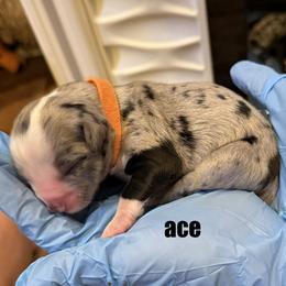 Ace - Blue merle male Toy Australian Shepherd puppy in Nemo, Texas from Fairway Furries