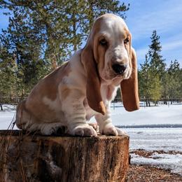 Basset Hound Puppies from BeautyBea's Flathead Lake Bassets