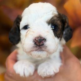Donald - Parti male Poodle puppy in Yuciapa, California from AlltheDoodlez_