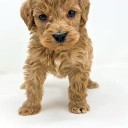 Stitch - Apricot male Goldendoodle puppy in Davison, Michigan from Dreaming Doodles