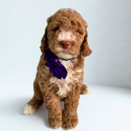 Purple - Caramel female Australian Labradoodle puppy in Milton, North Carolina from Good Day Doodles