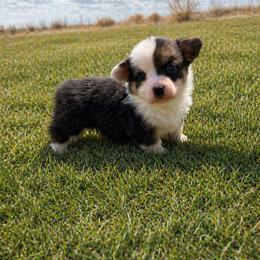 Pembroke Welsh Corgi Puppies from Maria's Pembroke Welsh Corgis