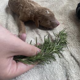 Poodle Puppies from Sweet Country Standards