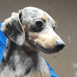 Lira - Dachshund