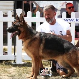 Merry - German Shepherd