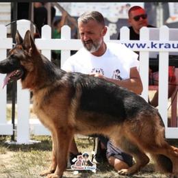 Merry - German Shepherd