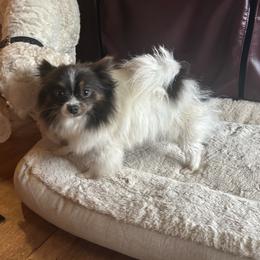 Jasmine - Blue parti female Pomeranian puppy in Tyler, Texas from Aukland’s Poms