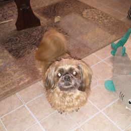 Shih Tzus from Caterina's Shih Tzus