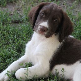 English Springer Spaniels from JWT Heavenly Springers