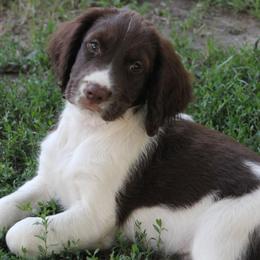 English Springer Spaniels from JWT Heavenly Springers