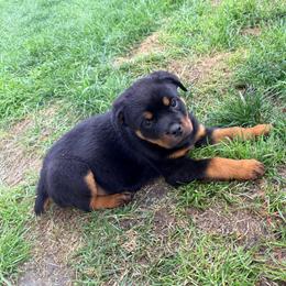 Rose - Black and mahogany female Rottweiler puppy in Parker, Colorado from Denver Rotties