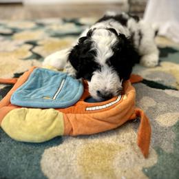 Rip-Blue Boy - Parti Goldendoodle puppy in Erlanger, Kentucky from Life is Golden Doodles