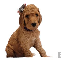 Poodle Puppies from Simply Standard Poodles