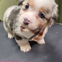 KitKat - Blue merle and white female American Corgi puppy in Mansfield, Ohio from Moonrise corgis