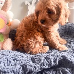 Cavalier King Charles Spaniel, Cavapoo, and Poodle Puppies from Pixie Dust Cavaliers